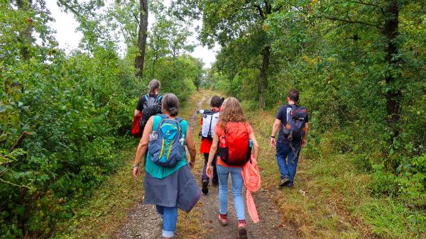 Fünf Menschen wandern auf einem Pilgerweg durch den grünen Wald und das von hinten betrachtet