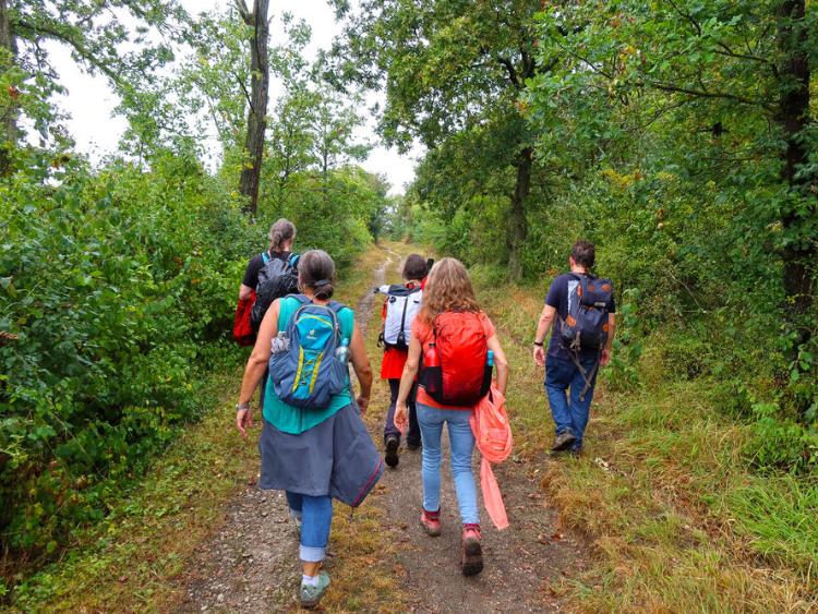 Fünf Menschen wandern auf einem Pilgerweg durch den grünen Wald und das von hinten betrachtet