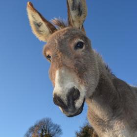 jaclou-dl-donkey-2996965_1920