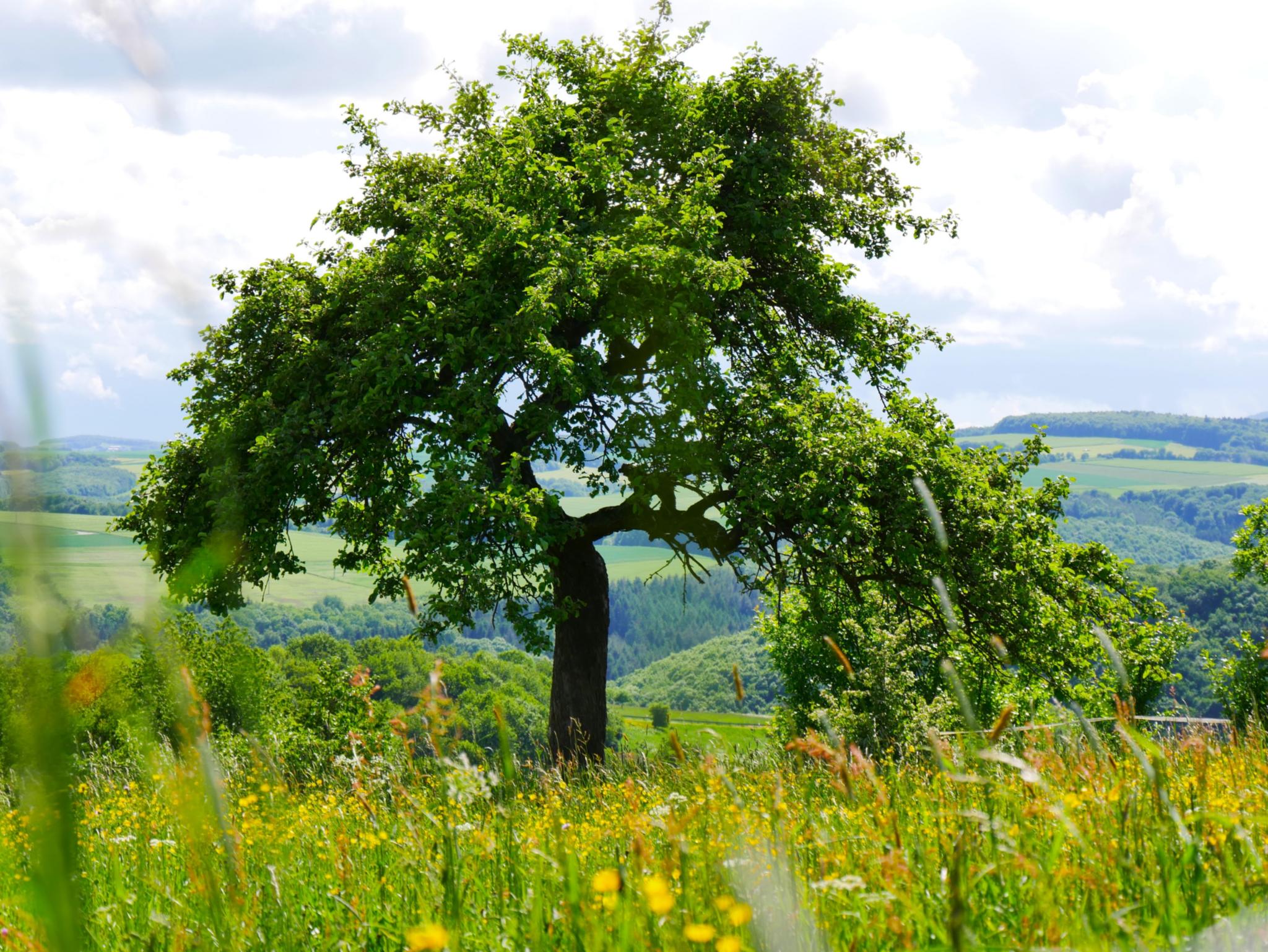 Baum und Landschaft