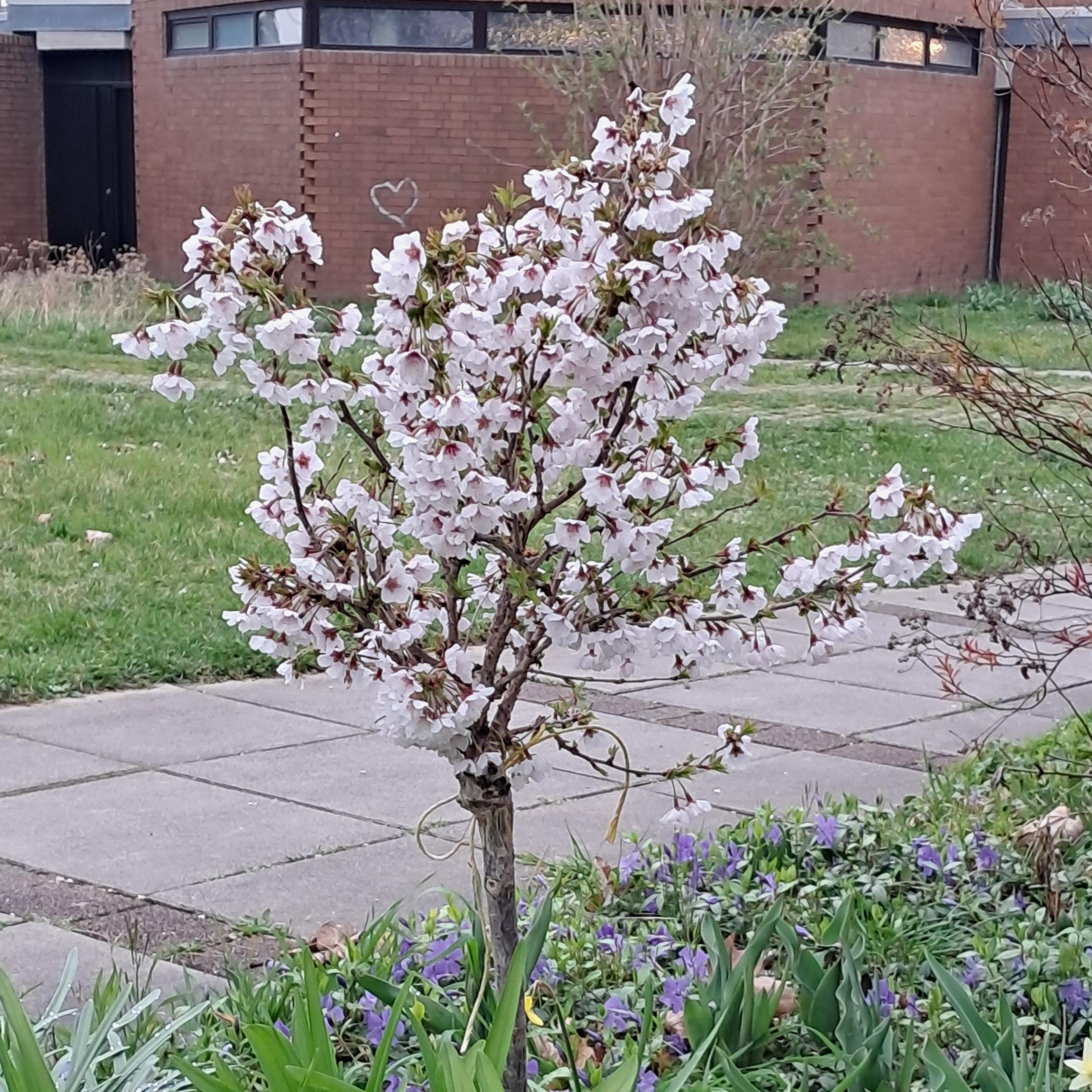2024 Baum Patoralraum DA Suedost