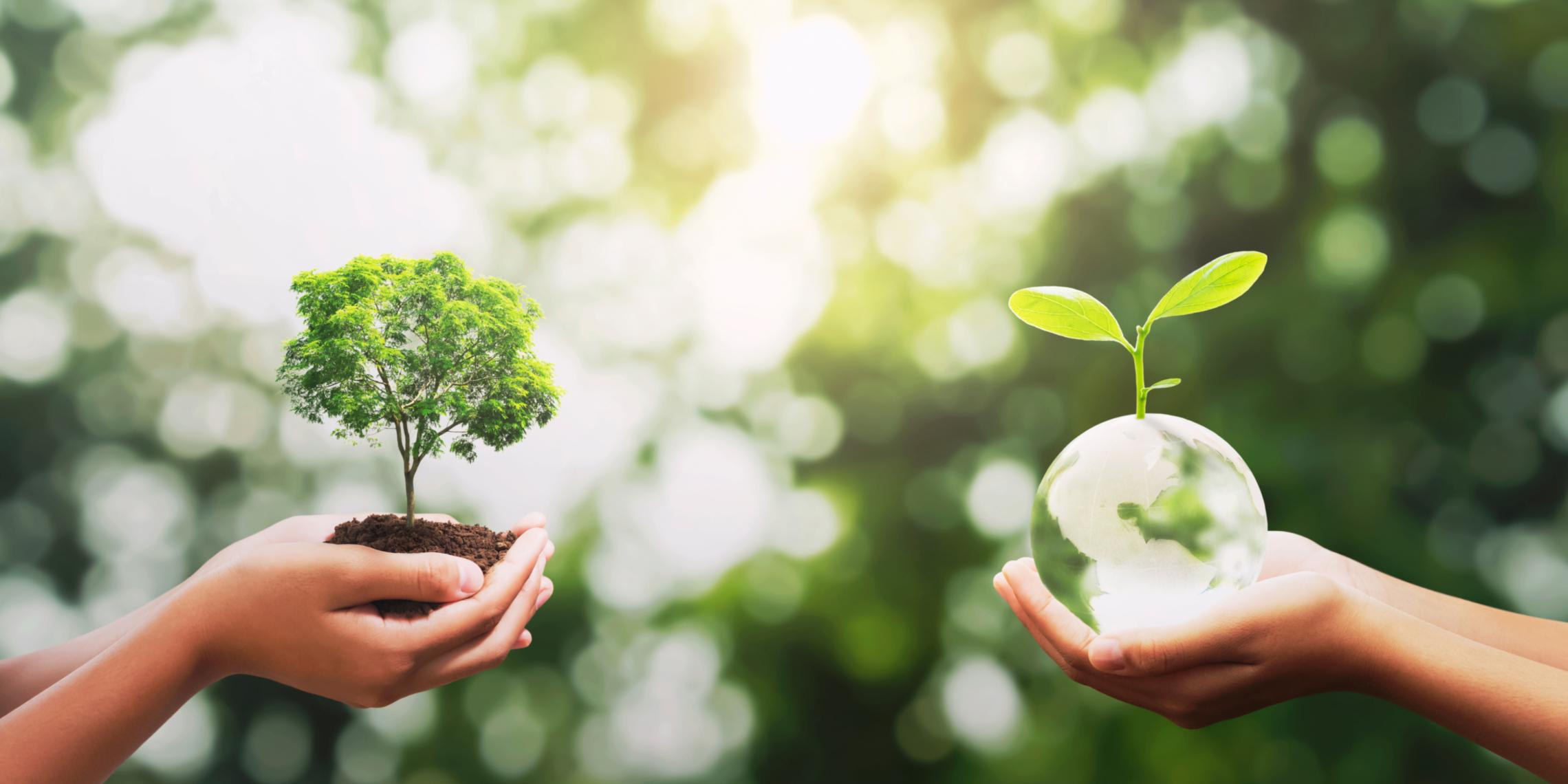 Hände halten eine kleine Pflanze und eine Kristallkugel