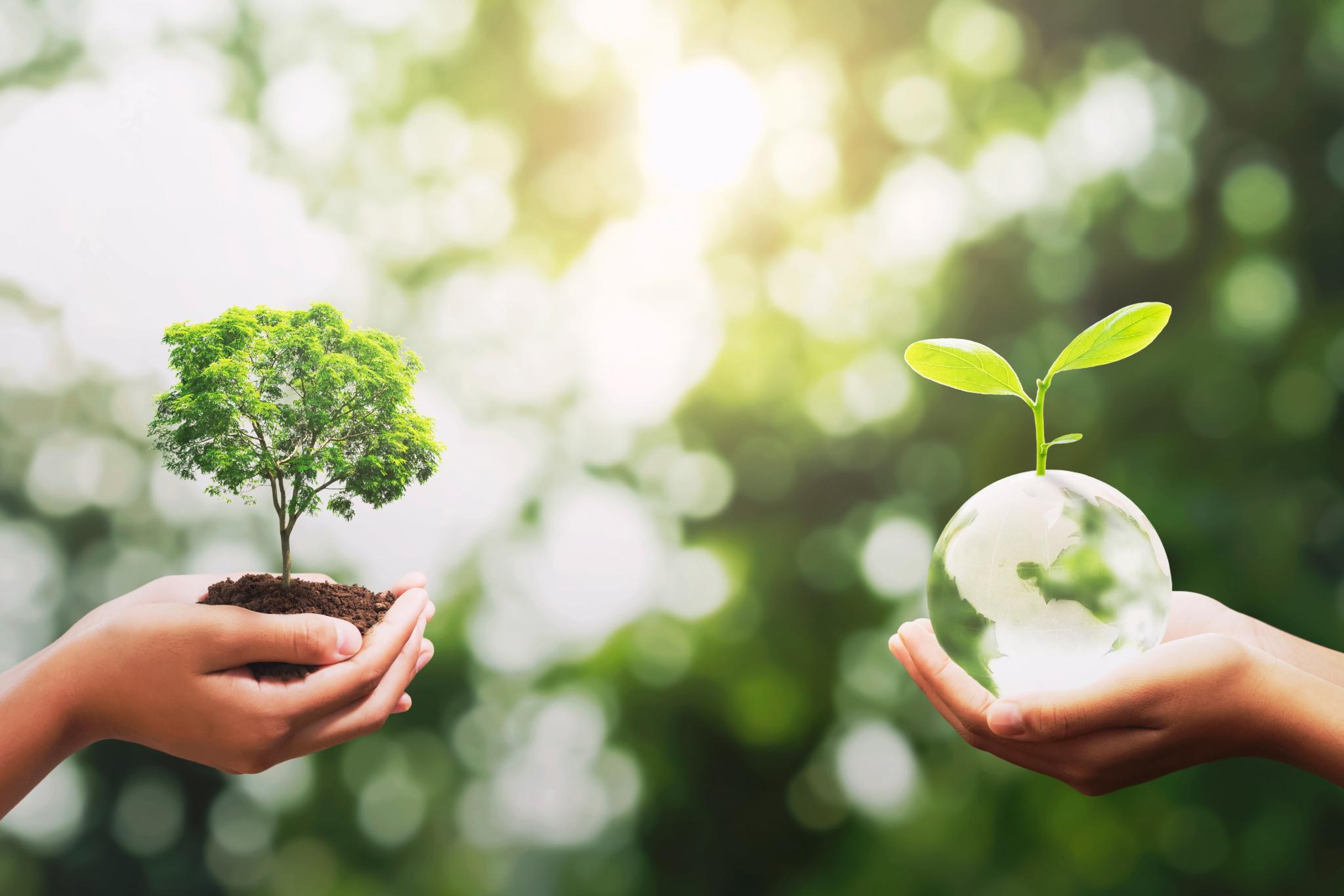 Hände halten eine kleine Pflanze und eine Kristallkugel