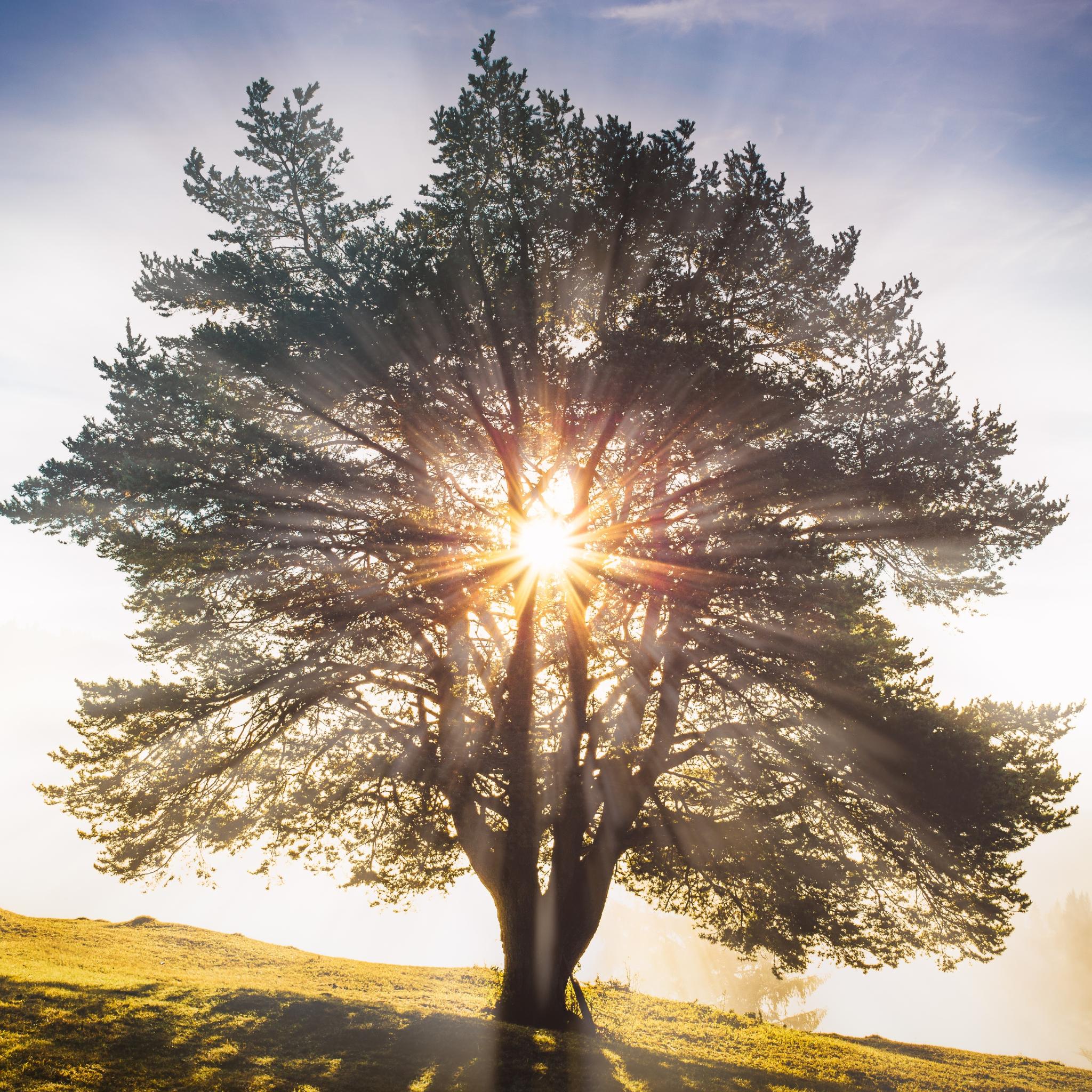Baum im Sonnenuntergang