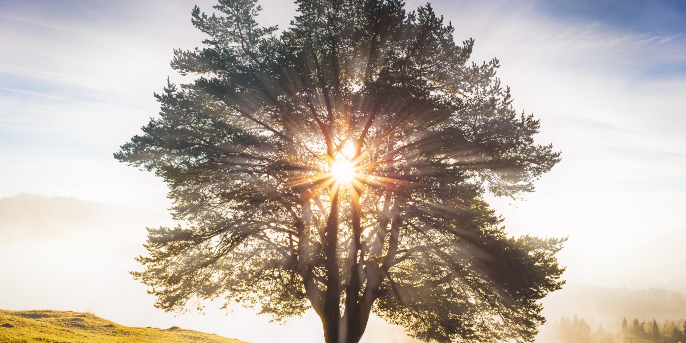 Baum im Sonnenuntergang