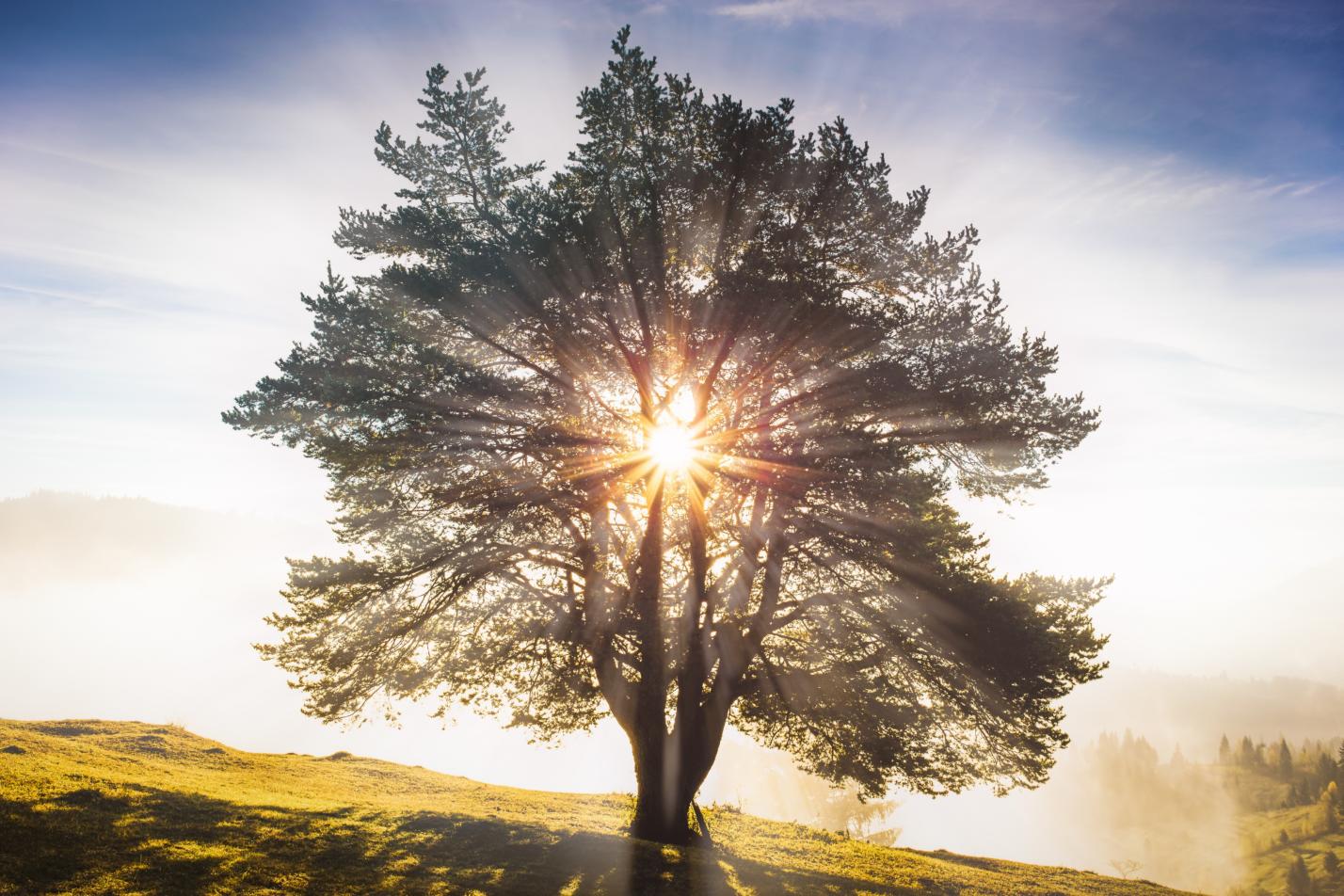 Baum im Sonnenuntergang