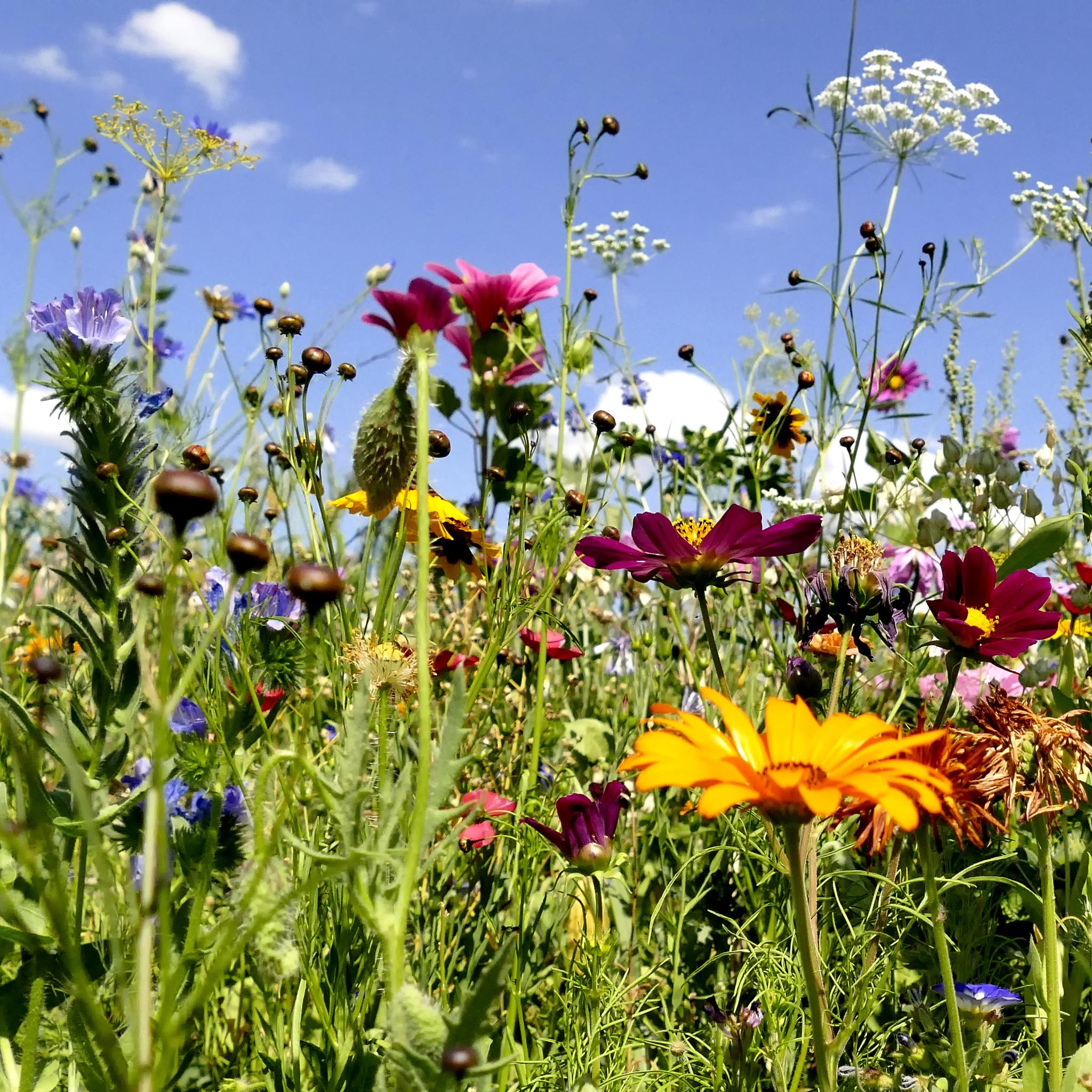 meadow with a lot of colorful flowers