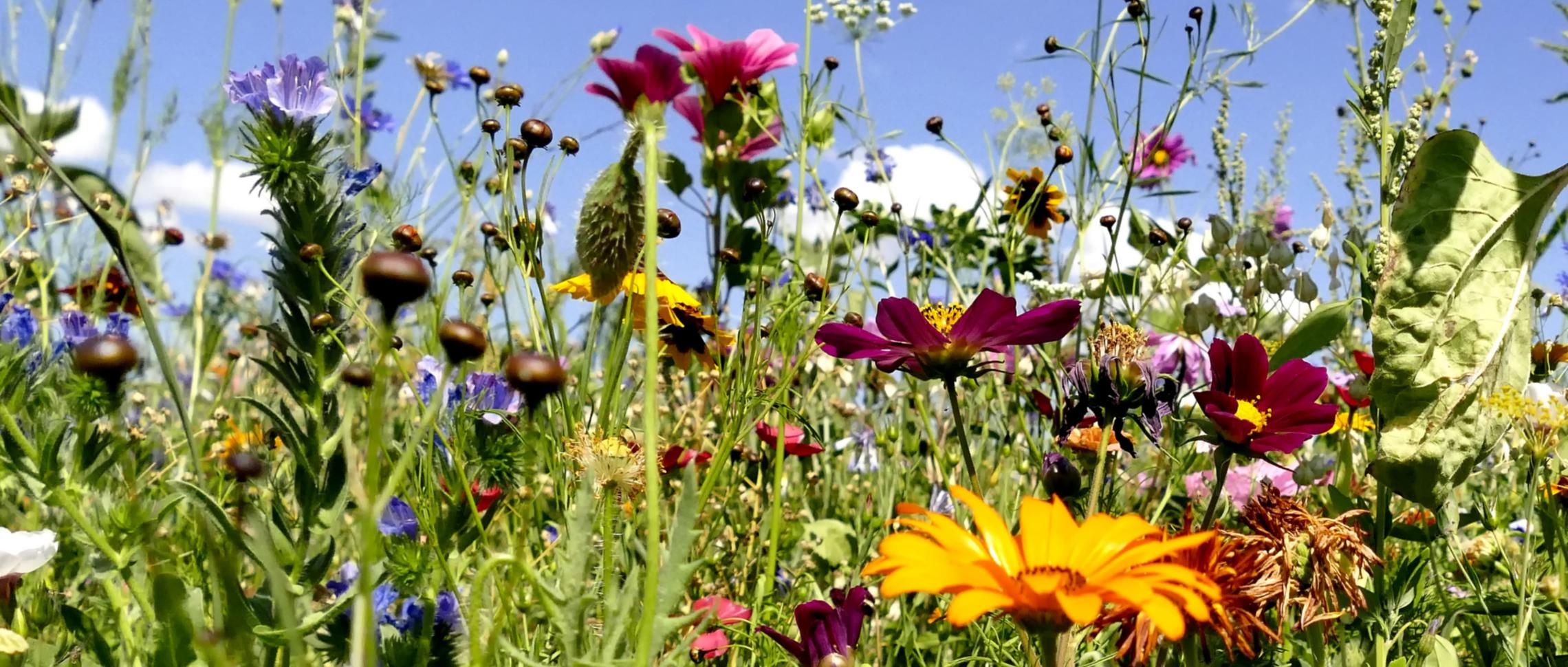 Biodiversität