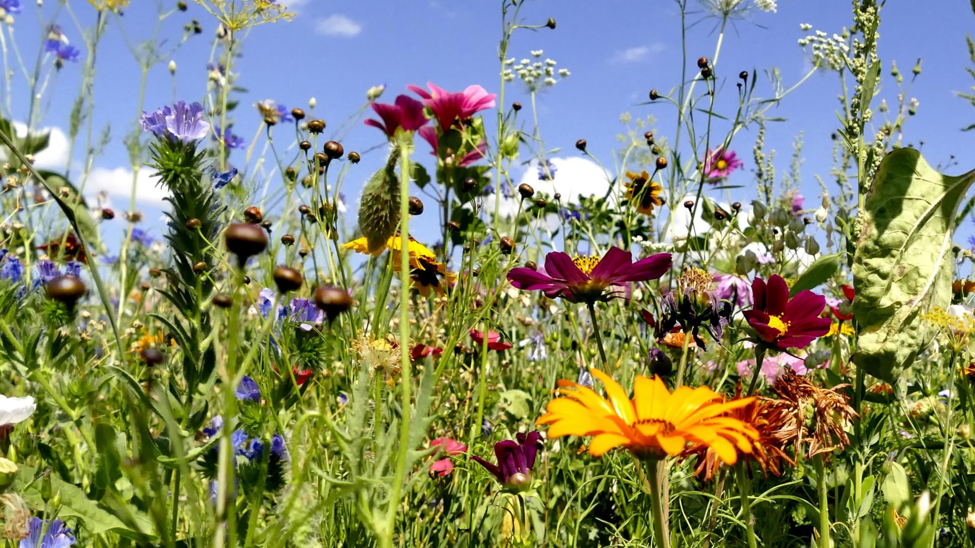 Blumenwiese