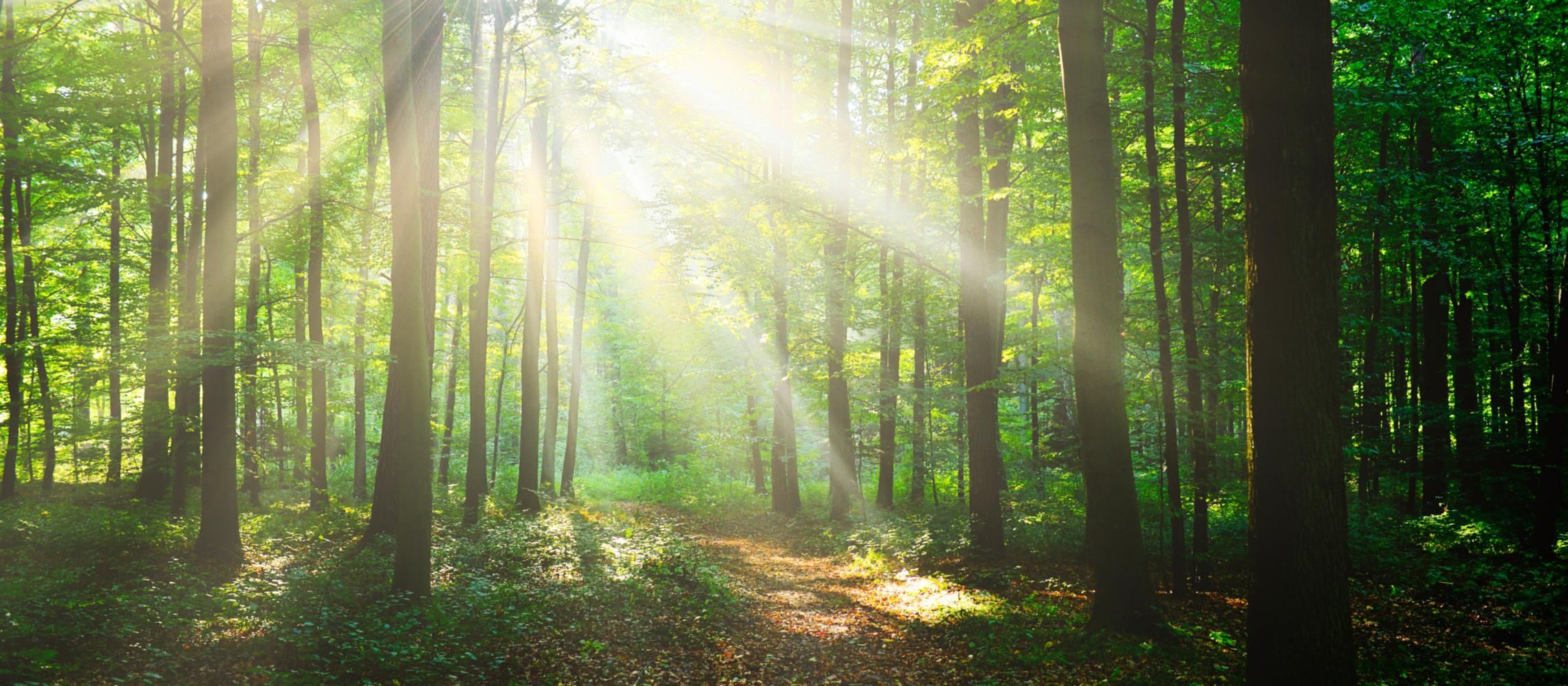 Ein Morgen im Wald (c) Piotr Krzeslak | stock.adobe.com