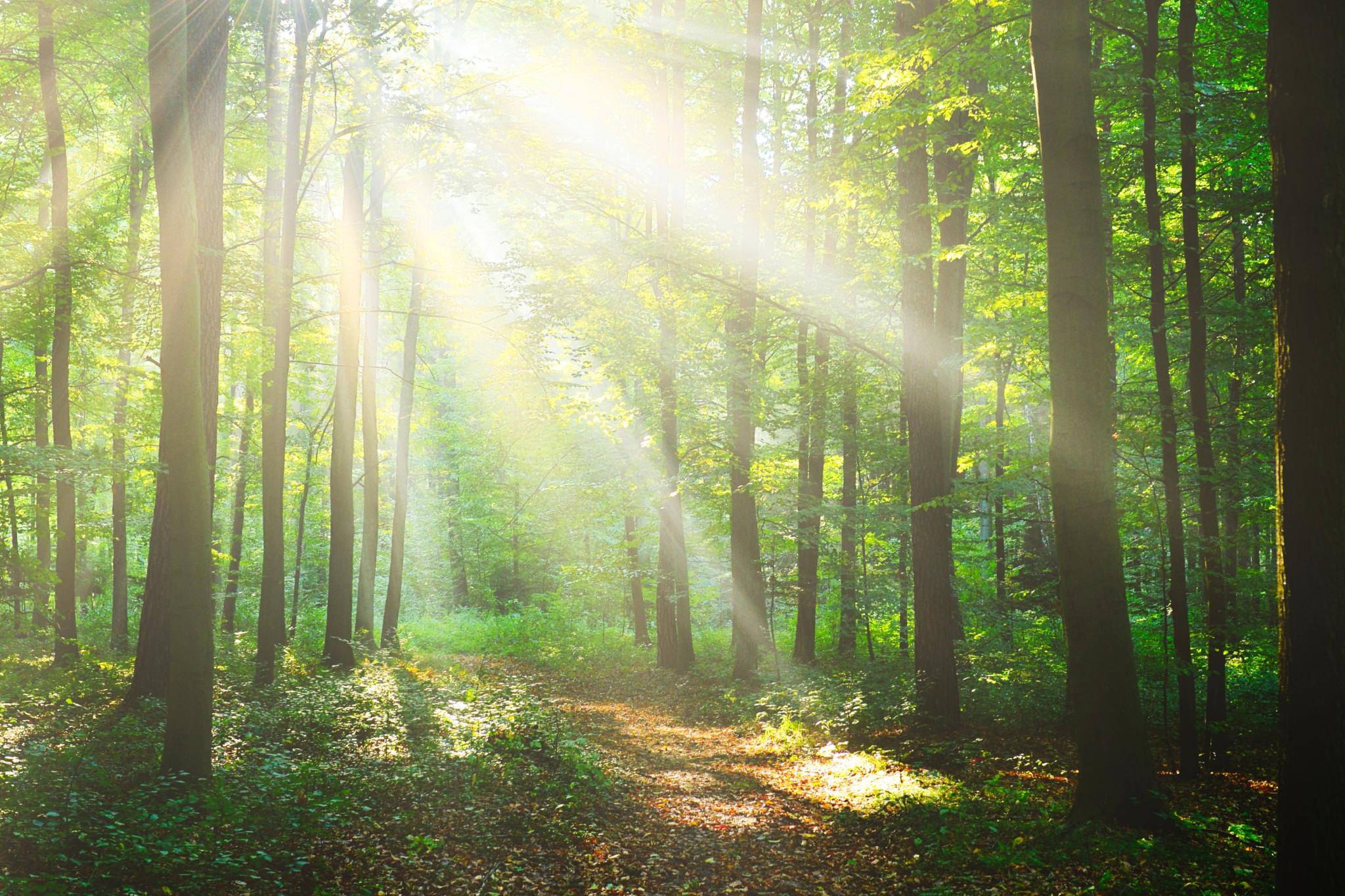 Ein Morgen im Wald