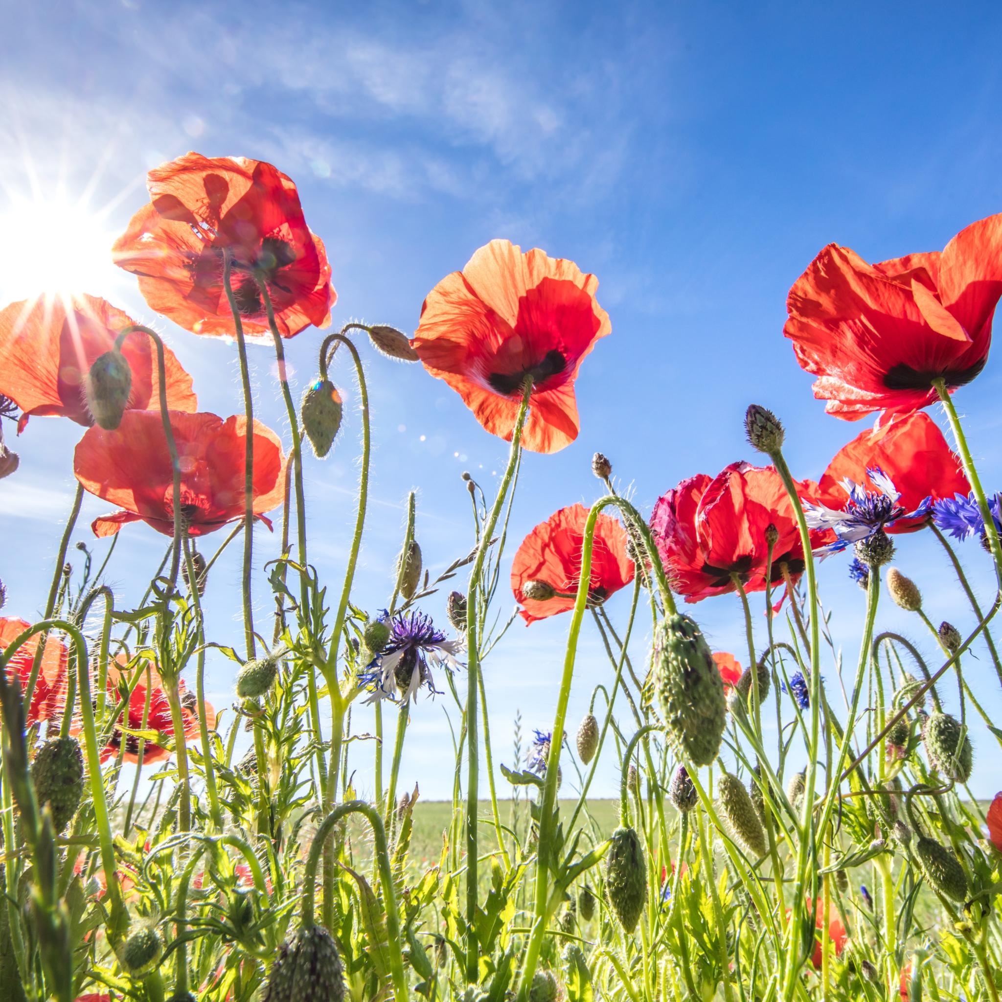 Wiese mit Mohn