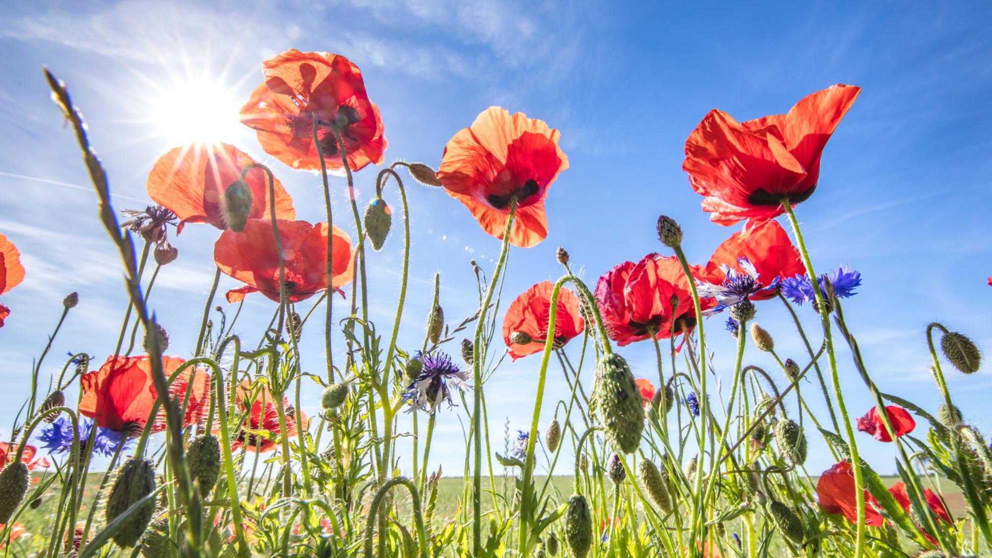 Wiese mit Mohn