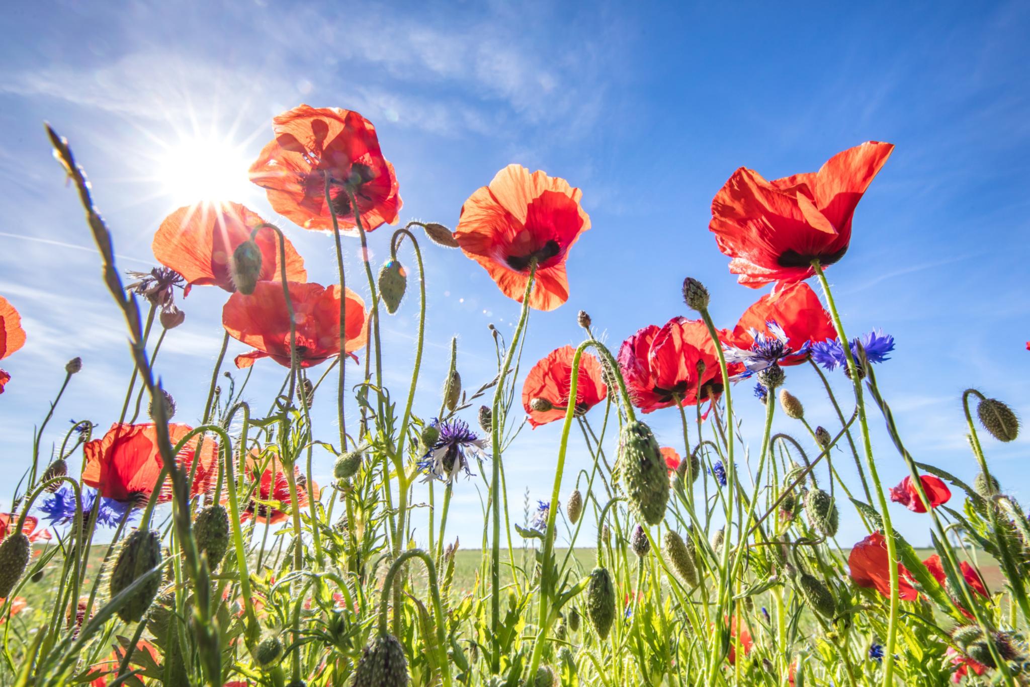 Wiese mit Mohn