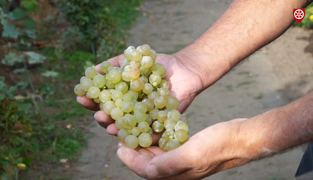 Hessens wohl kleinster Weinberg im Krotzenburger Pfarrgarten (c) Bistum Mainz