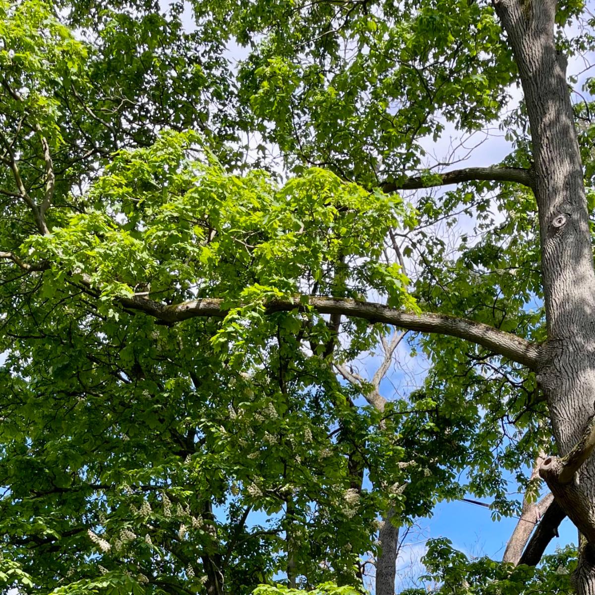 Tag des Baumes