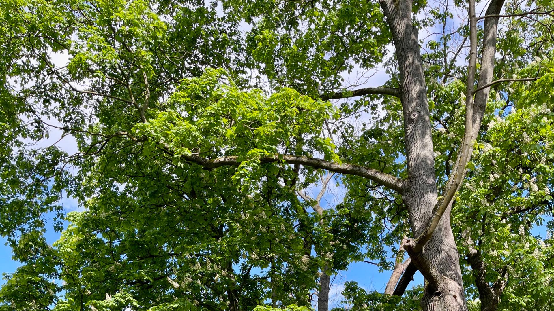 Tag des Baumes