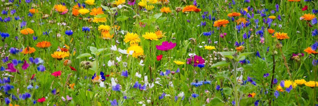 Blumenwiese