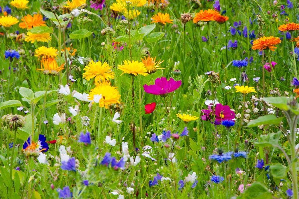Blumenwiese