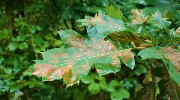 Sonnenbrand