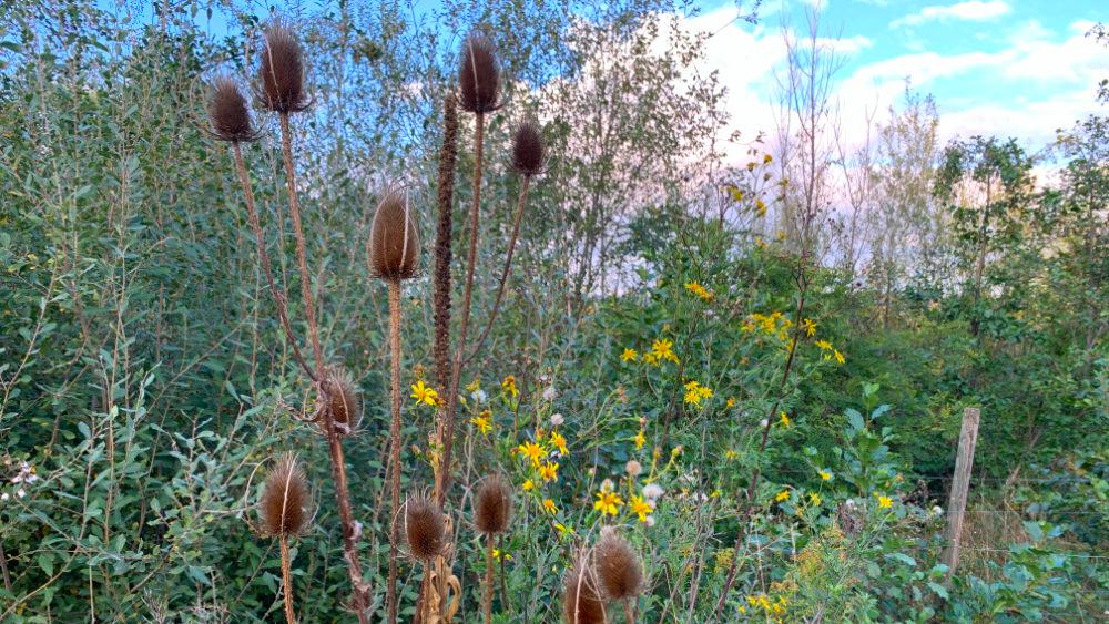 Herbstschönheiten