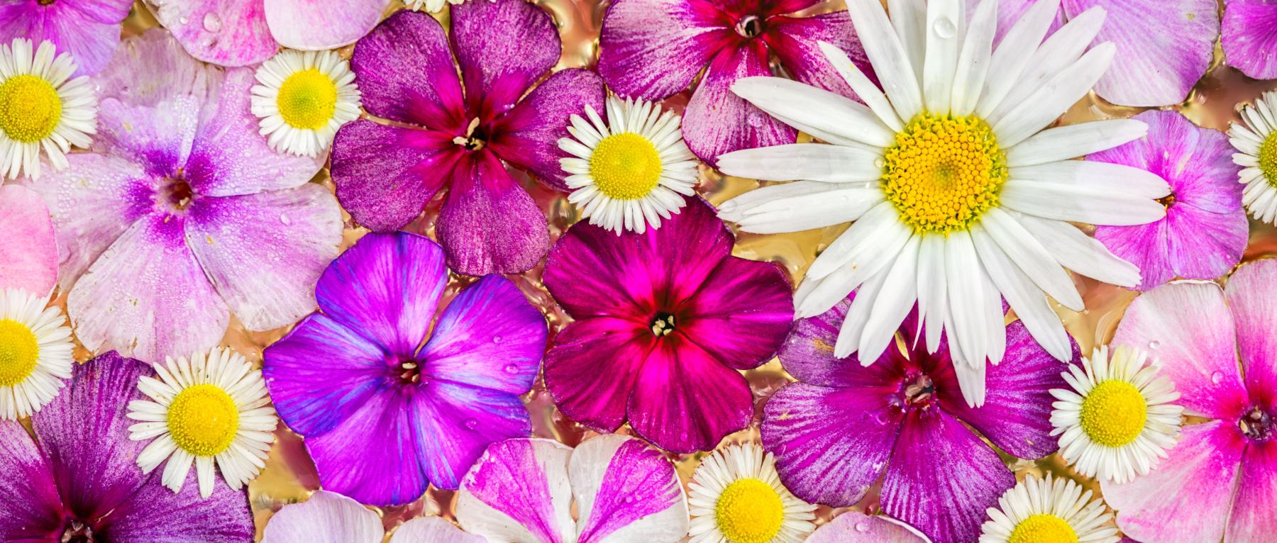 top view phlox and chamomile flowers as a colorful background (c) elen31 | stock.adobe.com