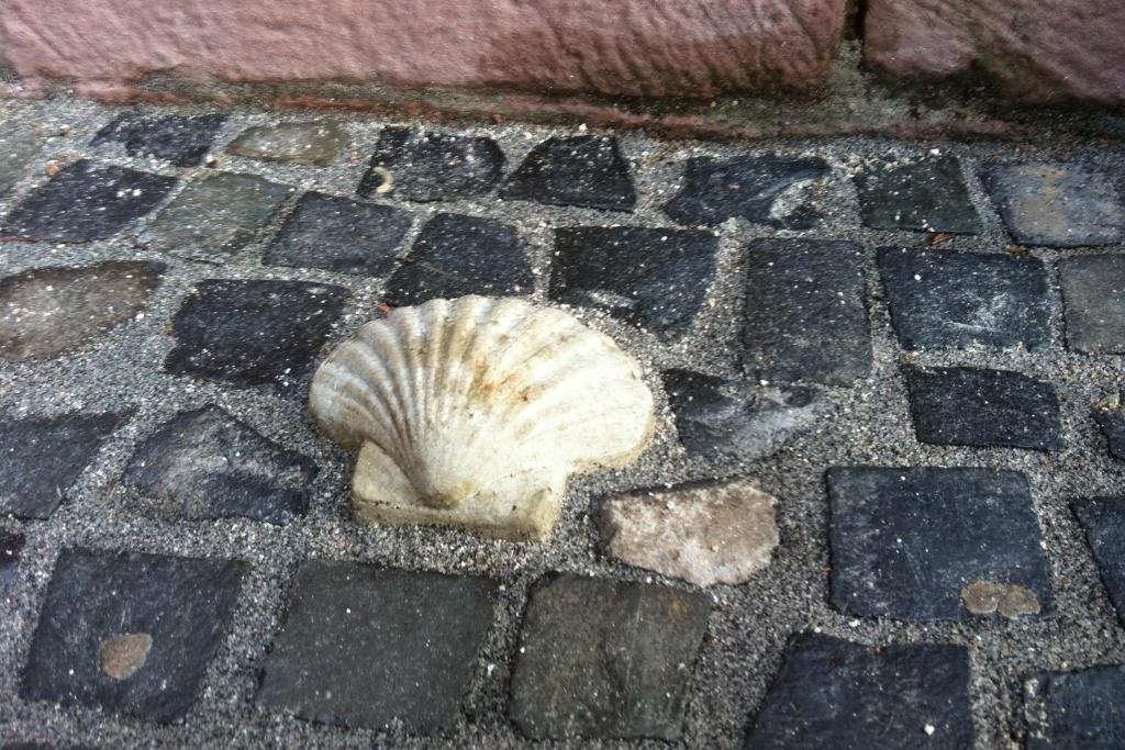 Jakobsmuschel