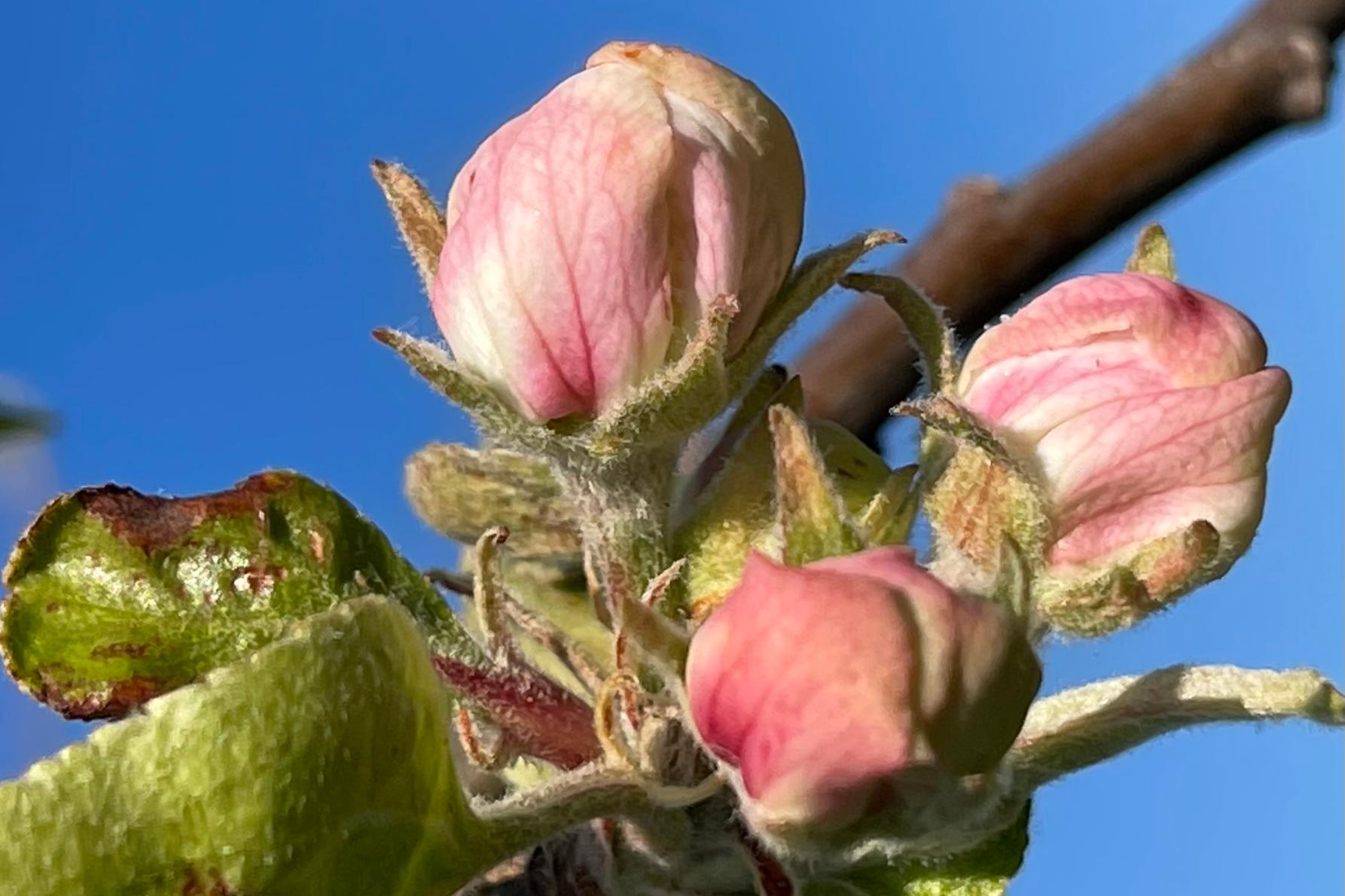 Knospe (c) Bistum Mainz | AnSchermuly