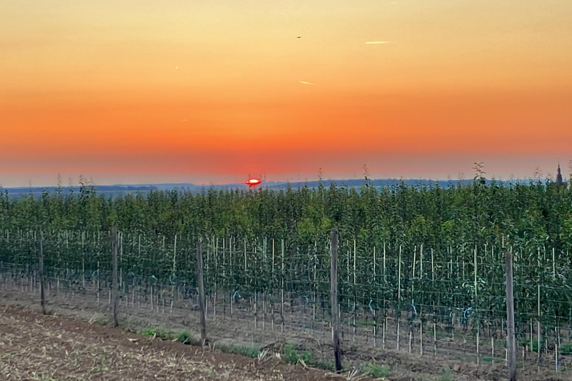 2023 Sonnenaufgang Apfelfeld Jakobsberg