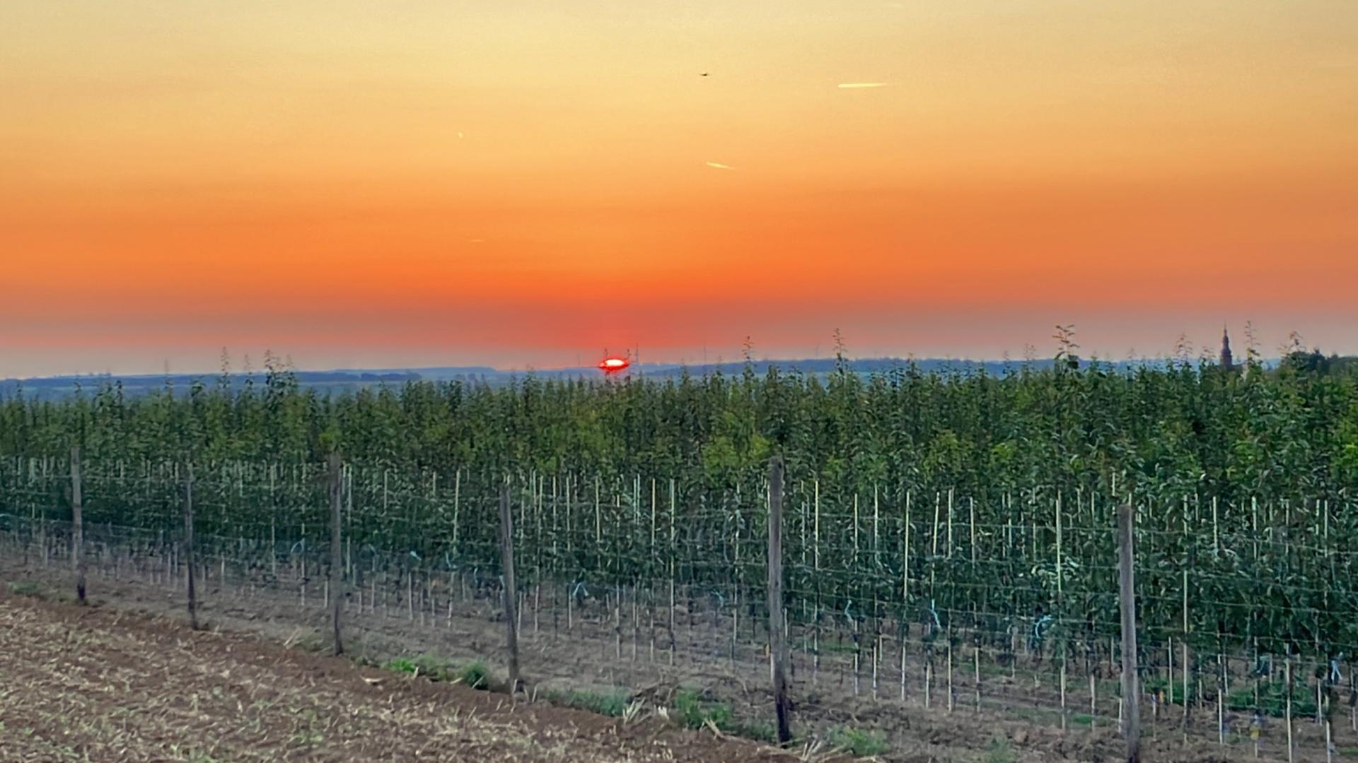 2023 Sonnenaufgang Apfelfeld Jakobsberg