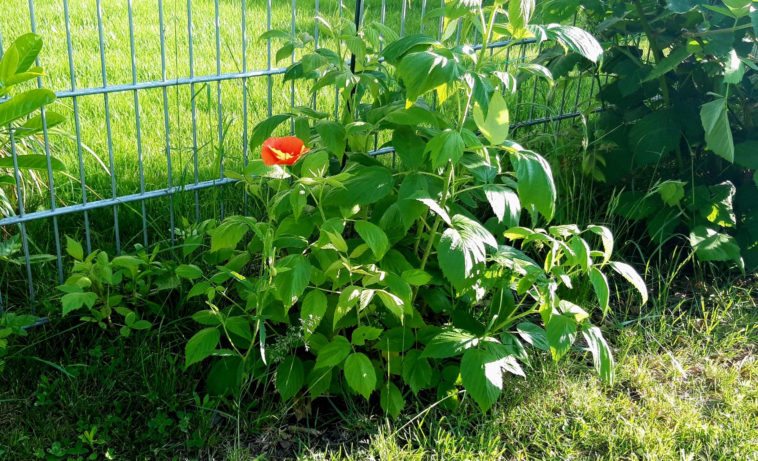 20230524_074806 Mohn am Weg