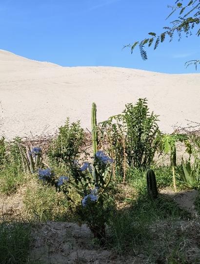 Oase mit grünen Pflanzen, im Hintergrund Wüste