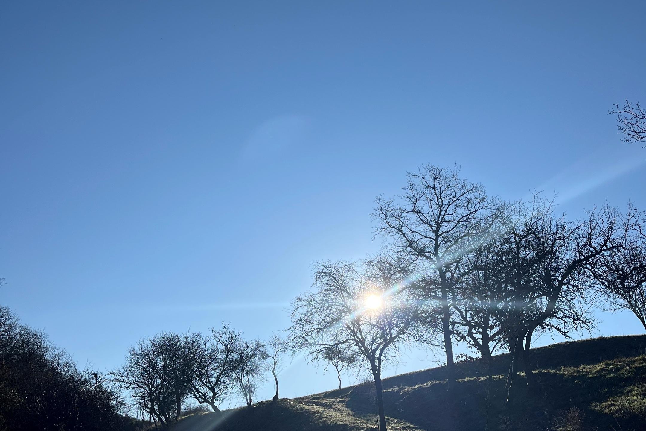 Sonnenaufgang in einem Feld mit noch blätterlosen Bäumen.