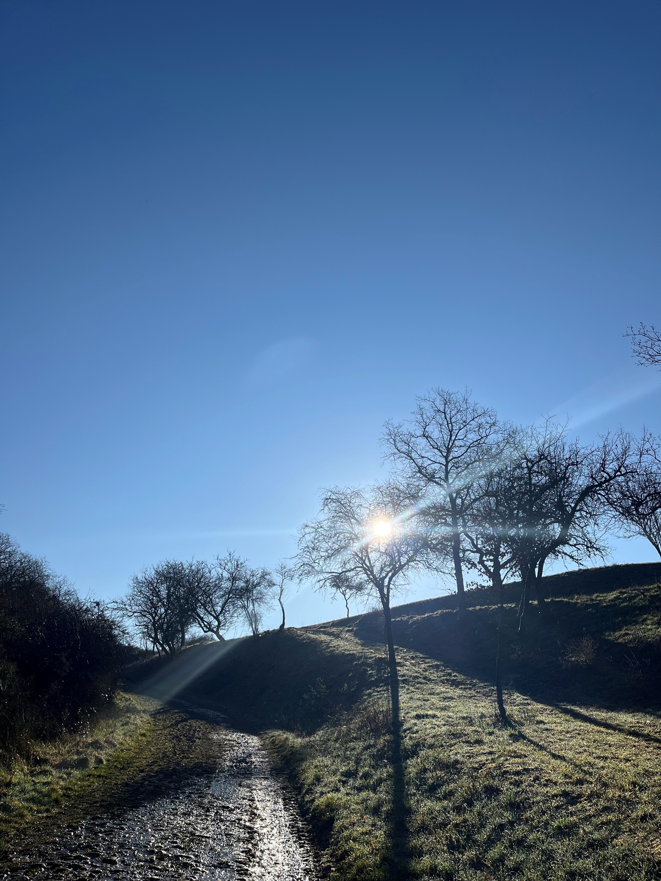 Sonnenaufgang in einem Feld mit noch blätterlosen Bäumen.