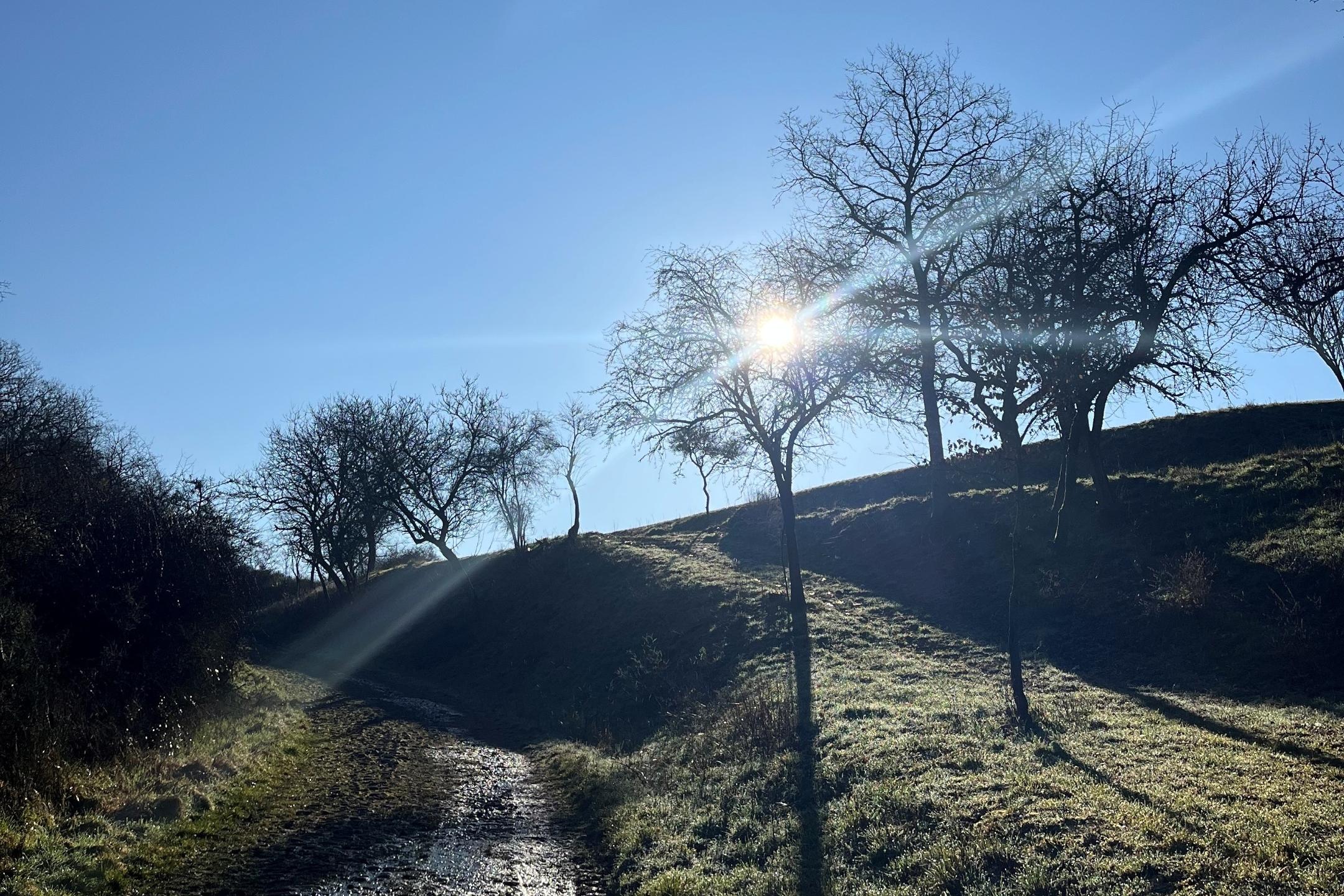 Sonnenaufgang in einem Feld mit noch blätterlosen Bäumen.