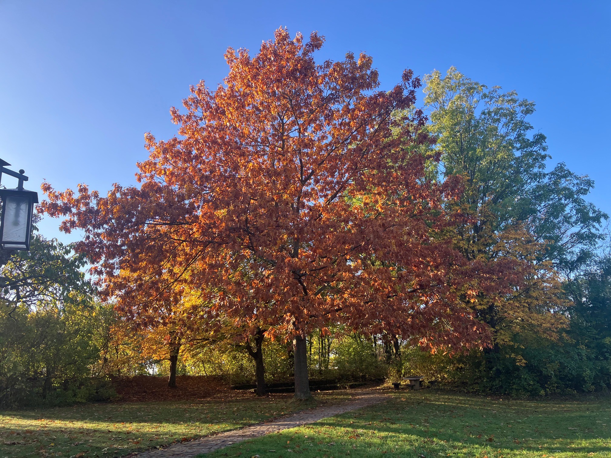 Baum mit buntem Herbstlaub vor dem Rheintal auf dem Jakobsberg