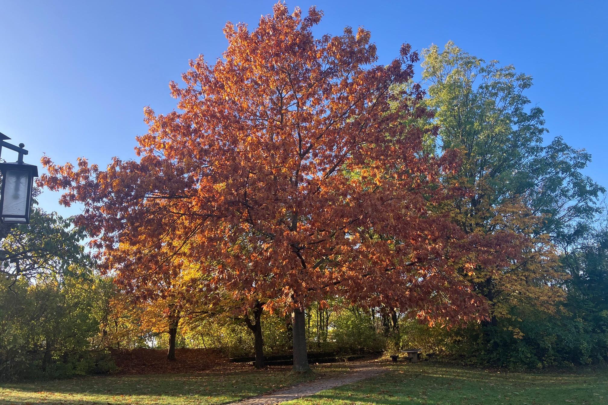 Baum mit buntem Herbstlaub vor dem Rheintal auf dem Jakobsberg