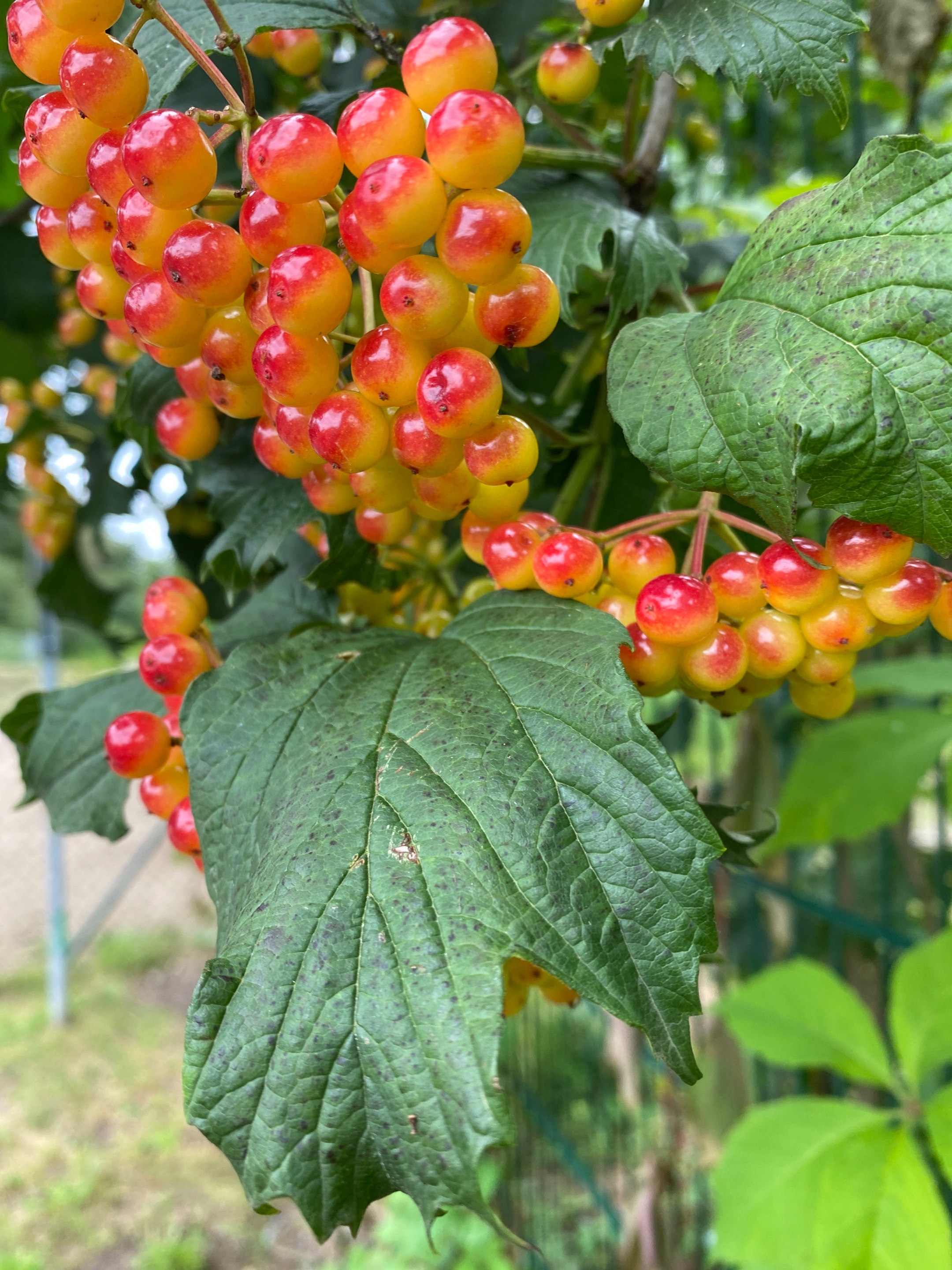 Reife Beeren im Herbst