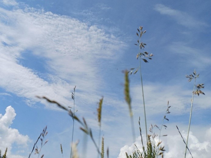 Blick durch Gräser auf einen blauen Himmel mit weißen Wolken