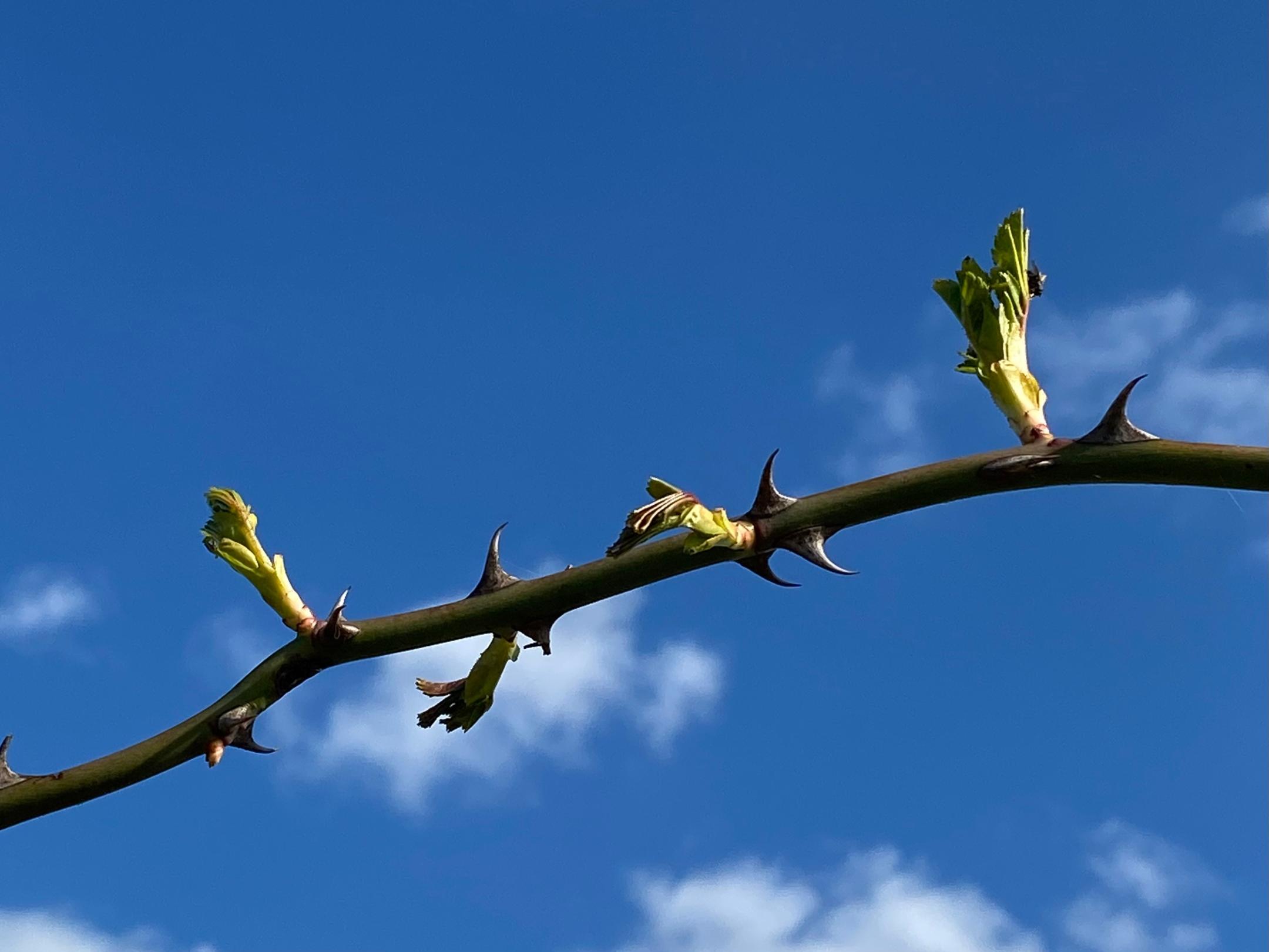 Junge Knospen am Dornenzweig