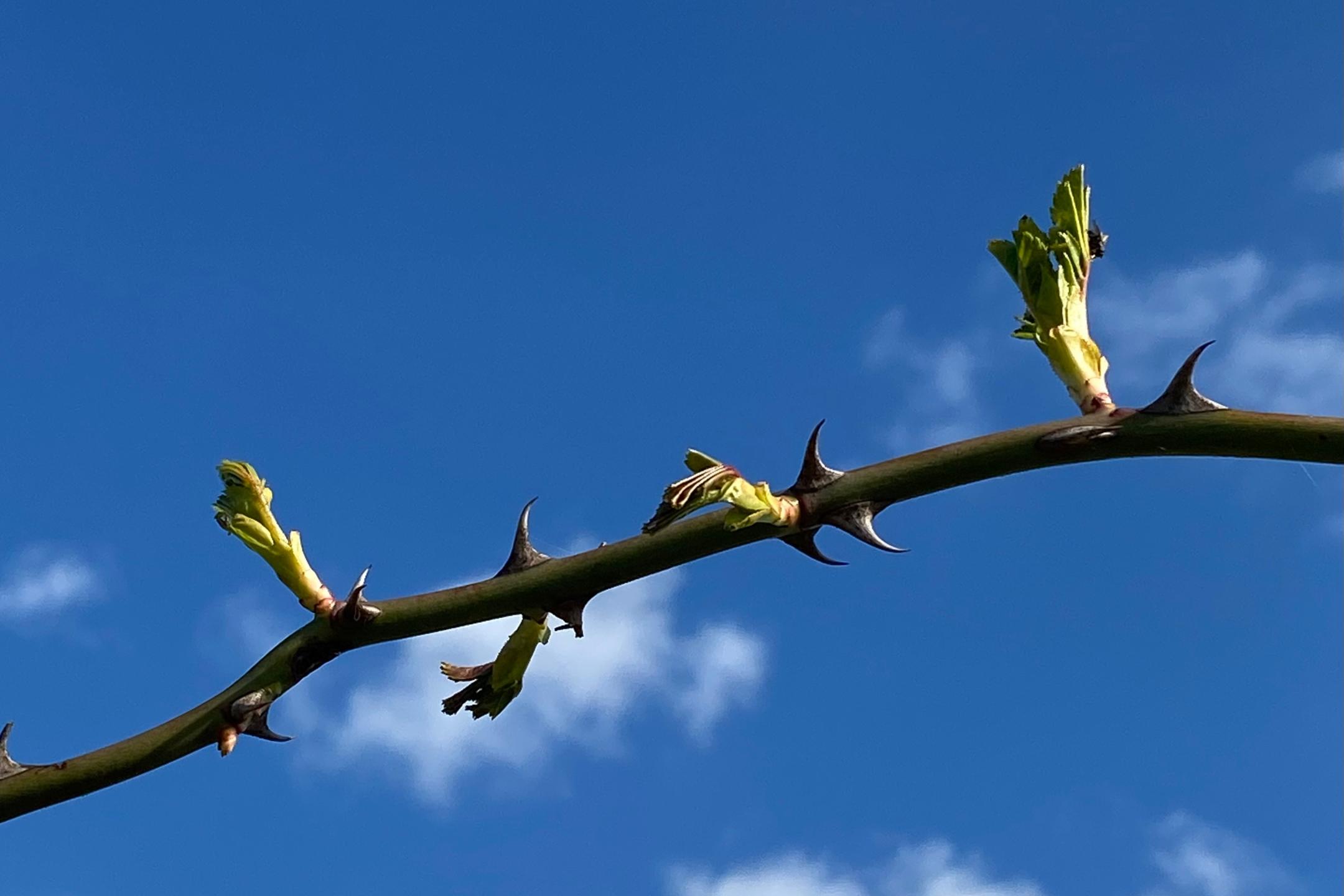 Junge Knospen am Dornenzweig