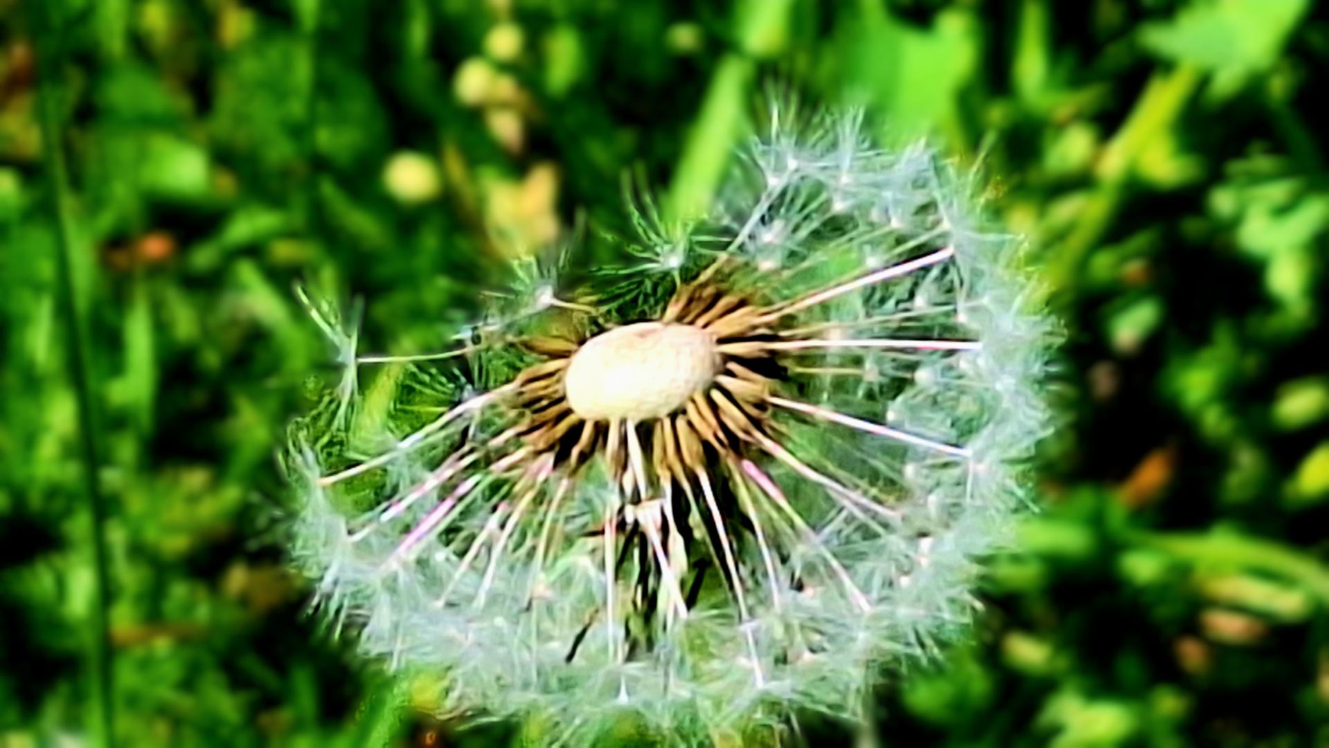 Pusteblume