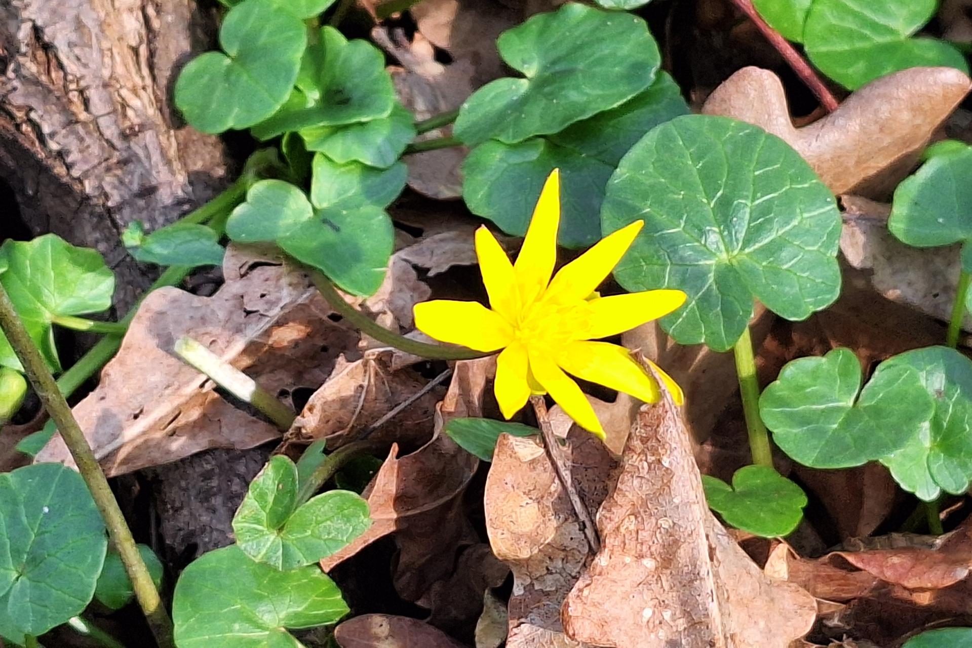 Scharbockskrautblüte im Winterlaub