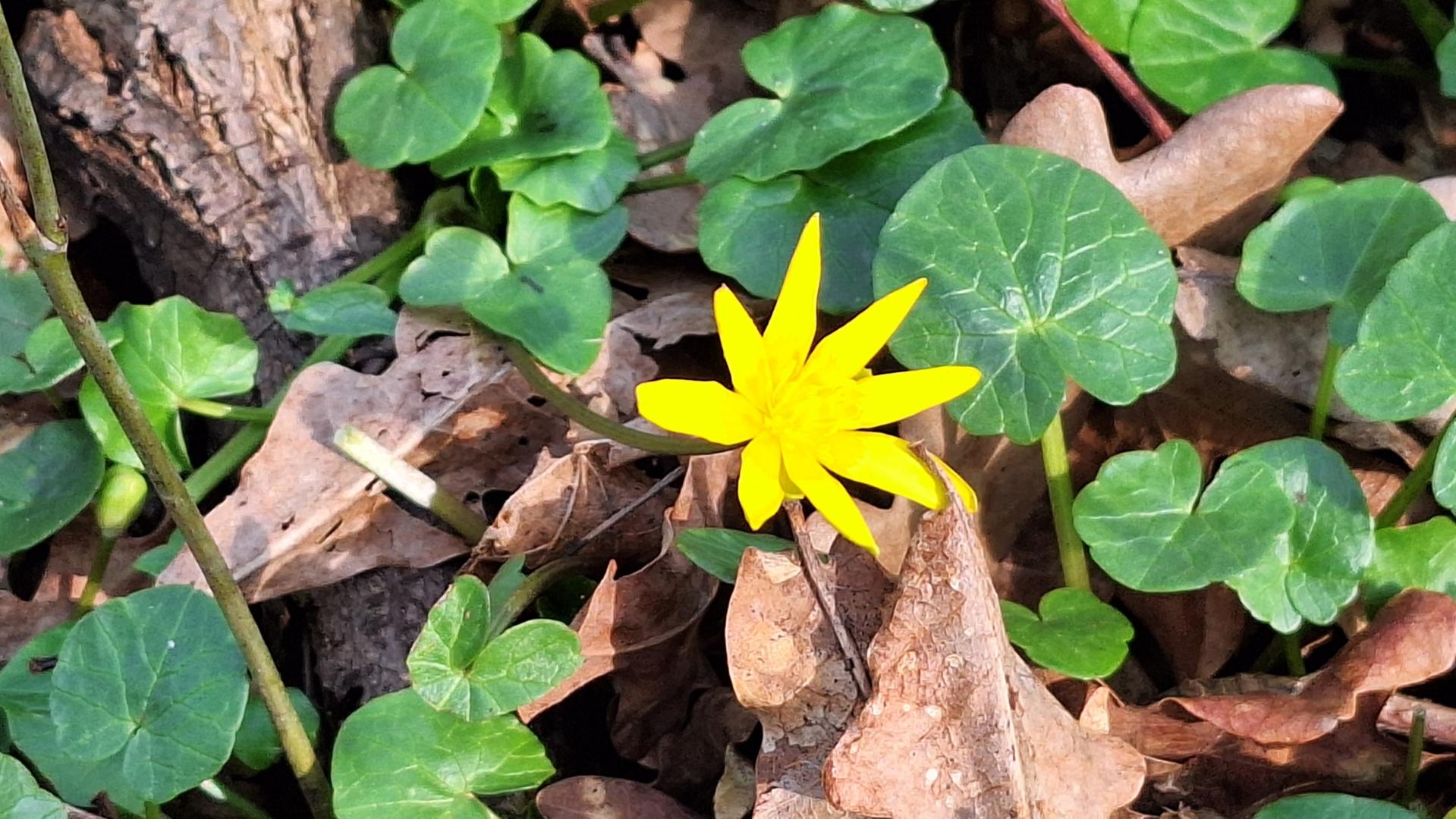 Scharbockskrautblüte im Winterlaub