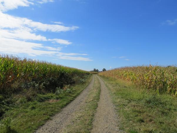 Weg durch Felder, blauer Himmel, reife Mais-Frucht am Wegrand, Wegbiegung voraus