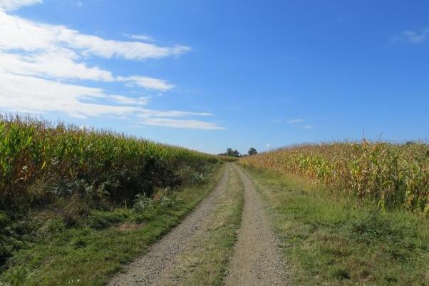 Weg durch Felder, blauer Himmel, reife Mais-Frucht am Wegrand, Wegbiegung voraus