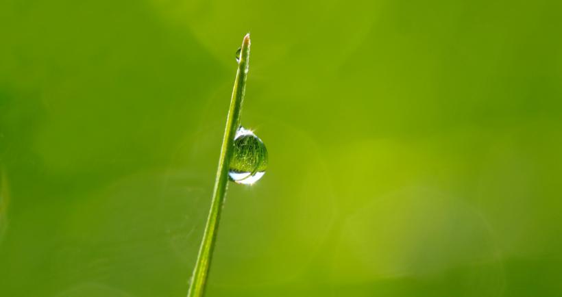 dewdrops-in-the-morning-sun-1373998_1920 kie-ker - pixabay