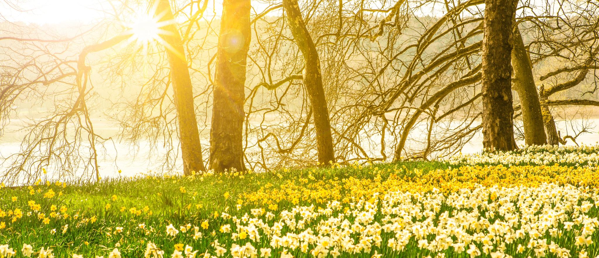 Frühlingsblumen, Osterglocken