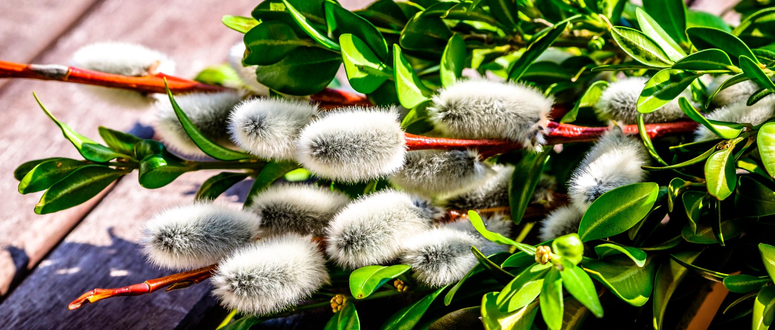 Heilsam mit Osteraugen sehen