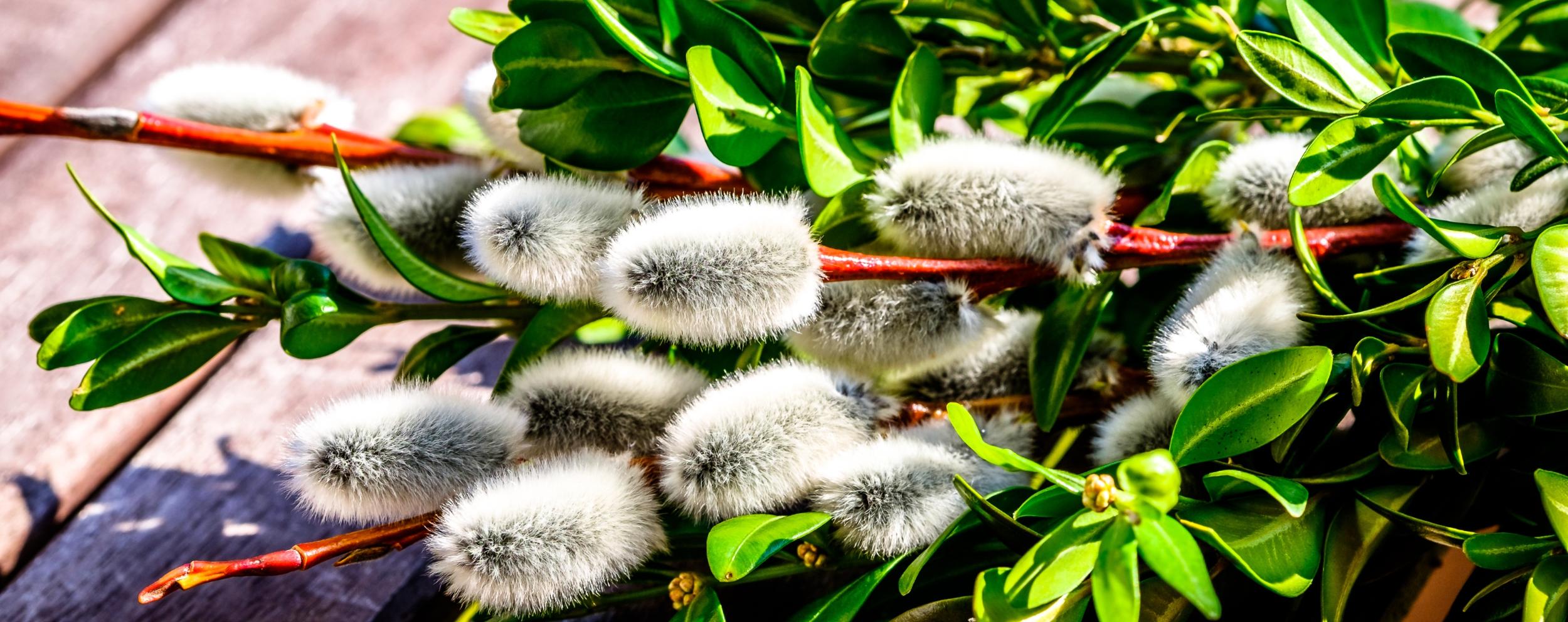 Heilsam mit Osteraugen sehen